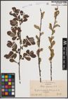 Foto von Salix cinerea L.